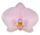 گل ارکیده فالانوپسیس آکیتا